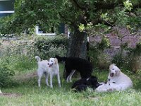 Puppys van Bliss040622-0110